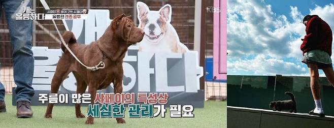 샤페이 특성, 품종묘 입양한 지드래곤(오른쪽). (사진=KBS2TV ‘개는 훌륭하다’, 지드래곤 인스타그램)