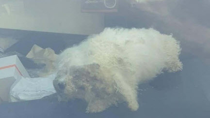 부산 해운대구 주차장에서 구조된 강아지. (사진=케어)