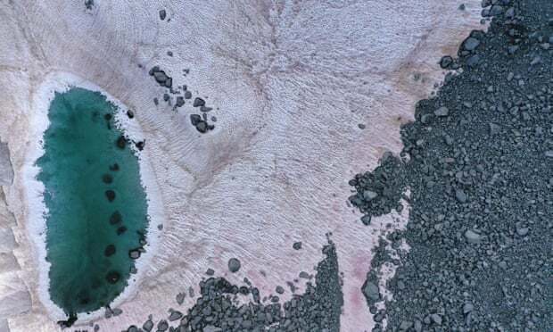 조류에 의해 흰색 눈이 분홍색으로 변해버린 알프스 빙하 일부 구간의 모습(사진=AFP 연합뉴스)