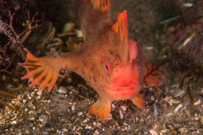 “매끈팔물고기야 미안해”…바닷물고기 중 첫 멸종 사례 나와. 사진은 붉은팔물고기의 모습(사진=릭 스튜어트스미스/태즈메이니아대 제공)