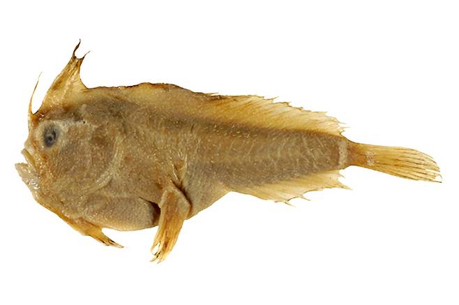 매끈팔물고기의 유일한 표본. 이 어종은 세계자연보전연맹(IUCN) 적색목록에서 최근 절멸종(EX)으로 분류됐다.(사진=Australian National Fish Collection/CSIRO)