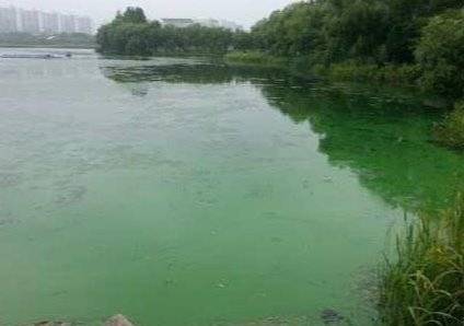 지난해 녹조가 창궐한 수원 일원저수지 ⓒ정우티엔에스