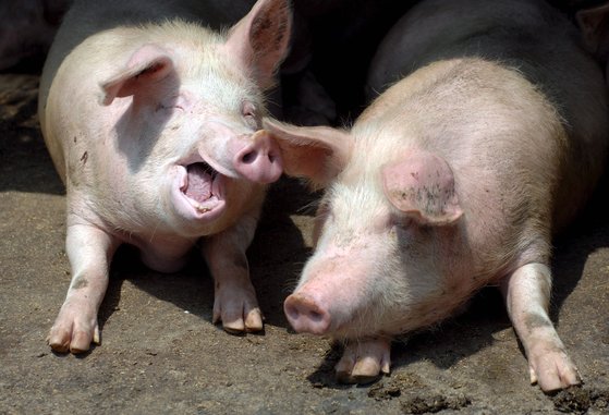 중국 동부 산둥성 칭다오시 농촌지역 돼지농장에서 사육중인 돼지들. [EPA=연합뉴스]