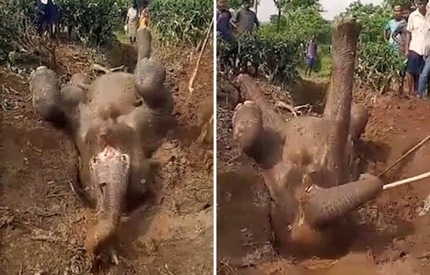 구덩이에 빠져 허우적대던 코끼리가 주민들 덕에 무사히 구조됐다. 15일(현지시간) 데일리메일은 인도 서벵골주의 한 마을 주민들이 힘을 합쳐 구덩이에 빠진 새끼 코끼리를 구했다고 전했다.