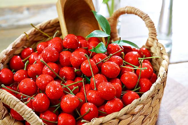 타트체리/사진=소버스