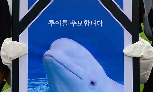시민사회단체 한 회원이 24일 오전 서울 중구 한화빌딩 앞에서 여수 한화 아쿠아플라넷 흰돌고래 ‘벨루가’ 폐사 관련해 남은 벨루가 방류를 촉구하고 있다.