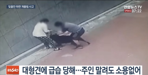 지난 25일 서울 은평구의 한 골목에서 맹견 로트와일러가 소형견 스피츠에게 달려들어 물어뜯고 있는 장면. 연합뉴스TV 캡쳐