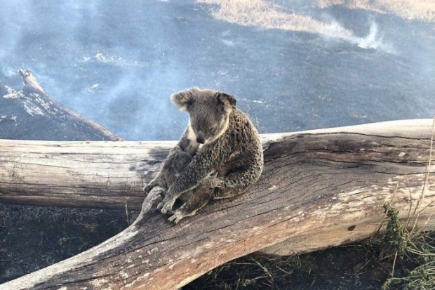 지난해 9월부터 올해 2월까지 이어진 호주의 대형 산불로 수많은 동물이 불타 죽었다. 위 사진은 어미 코알라가 화마로부터 새끼를 보호하기 위해 껴안고 있는 모습.