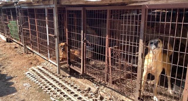 올해 6월 경기 김포시의 식용견 농장 뜰창 안에 개들이 갇혀 있는 모습. 동물자유연대 제공