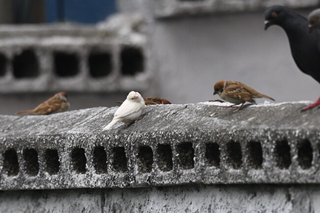 담 위에 앉은 흰 참새를 집비둘기와 동료 참새가 호기심 어린 눈으로 바라본다.