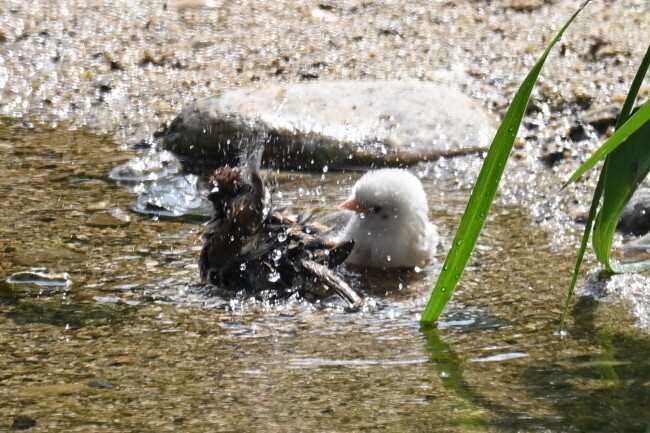 물가에서 다른 참새와 함께 목욕을 즐기는 흰 참새.