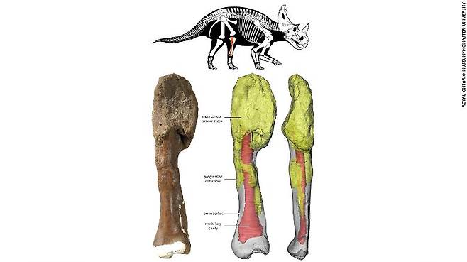 연구에 활용된 센트로사우루스의 정강이뼈 화석(사진=로얄온타리오박물관, 맥마스터대학 공동 연구진)