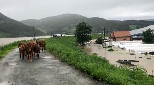 폭우가 내린 8일 오후 경남 합천군 건태마을 일대에서 소 10여마리가 비를 비해 농로를 무리지어 걷고 있다. 합천군 제공.