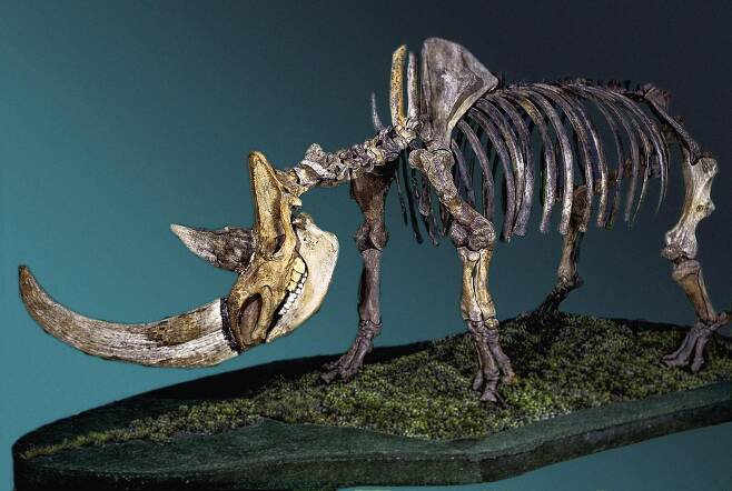 기후변화로 멸종한 털코뿔소의 뼈 화석 - 시베리아에서 발굴된 털코뿔소의 뼈화석Fedor Shidlovskiy 제공