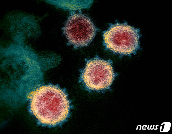 신종 코로나바이러스 전자현미경 사진 (NIAID) © 뉴스1