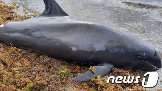 모리셔스 해변서 숨진채 발견된 돌고래. (니틴 지하 SNS)/사진=뉴스1