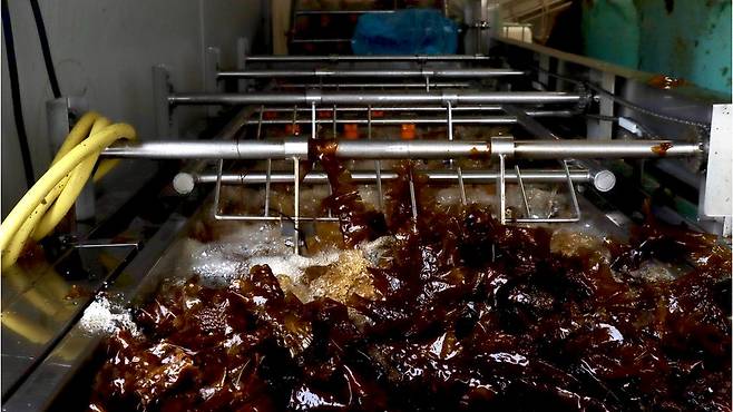 플라스틱 대체품 생산, 의약품, 바이오 연료 등 해초의 무한한 활용성에 주목하고 있다