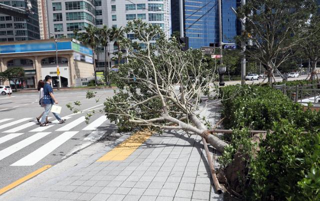 제9호 태풍 마이삭(MAYSAK)의 영향을 받은 3일 오전 부산 해운대의 한 도로에 가로수가 쓰러져있다. 뉴스1