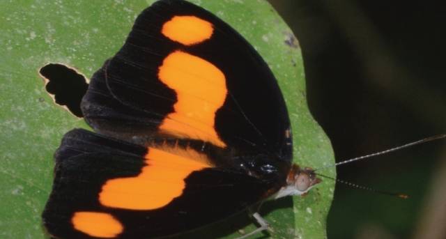 캐토네프헤레 안티노에(Catonephele antinoe) 최저반사율이 0.06%로 육지에서 가장 검은 울트라블랙 날개를 가지고 있다. 날개 표면에서 수직으로 나란한 나노튜브 배열 구조가 깊을수록 반사율이 더 낮다. Ken Kertell 제공