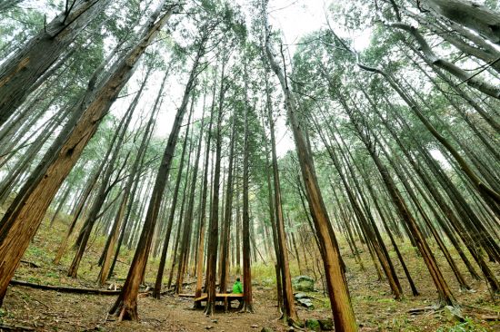 순천 굴목이재 편백나무숲