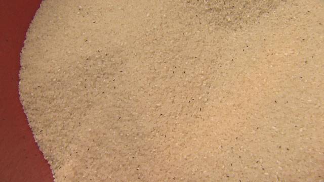 쌀벌레 ‘쌀바구미’가 그득한 쌀