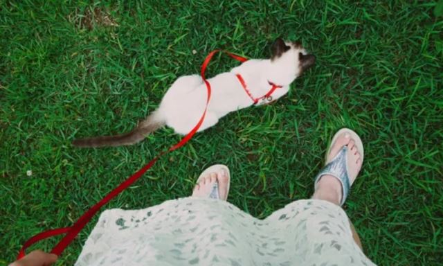 "집사야 고삐 꽉 잡아라옹" 고양이는 산책할 때 집사를 앞서려는 경향이 강하다. 출처: theguardian.com