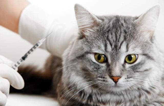 "그거 설마 나한테 찌를 거냥?" 예방접종은 비교적 저렴한 비용에 고양이의 건강을 지켜주는 좋은 방법이다. 출처: allaboutcats.com
