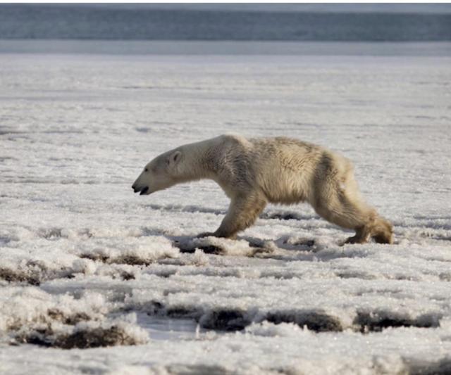 러시아 페트로파블로스크에서 북쪽으로 약 940㎞ 떨어진 틸리치키 인근에서 지쳐보이는 북극곰이 먹이를 찾아 마을을 배회했다고 전했다. 틸리치키=AP 연합뉴스