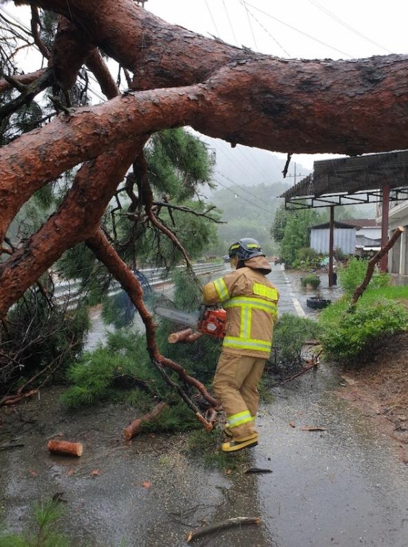 지난달 7일 태풍 하이선의 강풍에 대구 달성군 현풍읍 지리의 한 도로 옆 나무가 쓰러져 소방대원들이 안전조치를 하고 있다. 대구소방안전본부 제공.
