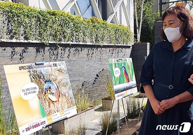 공원사진사 이수진씨가 5일 '강동구 동물사랑 사진전시회'에서 자신이 찍은 쇠딱따구리 사진을 보고 있다. © 뉴스1 최서윤 기자