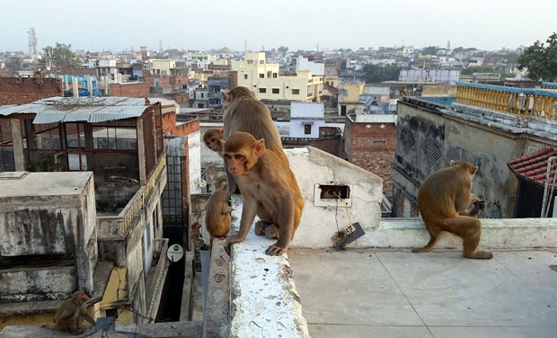 인도 바라나시 지역 가옥에 원숭이떼가 모여 있다. 전문가들은 인도 경제발전과 함께 주택 수요가 폭증하면서 원숭이 서식지가 파괴됐고, 이 때문에 난폭해진 원숭이가 사람을 공격하는 일이 잦아진 것으로 분석하고 있다./사진=픽사베이