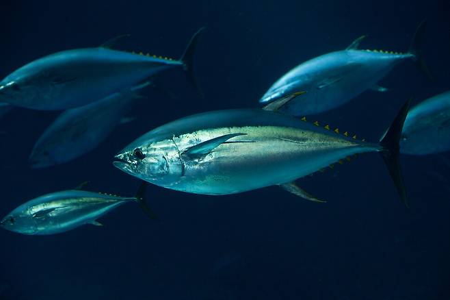 원양 어업의 대표 어종인 다랑어(참치)는 중요한 ‘블루 카본’으로 남획하지 않으면 자연적으로 탄소를 깊은 바다 밑에 가두어 격리하는 구실을 한다. 게티이미지뱅크
