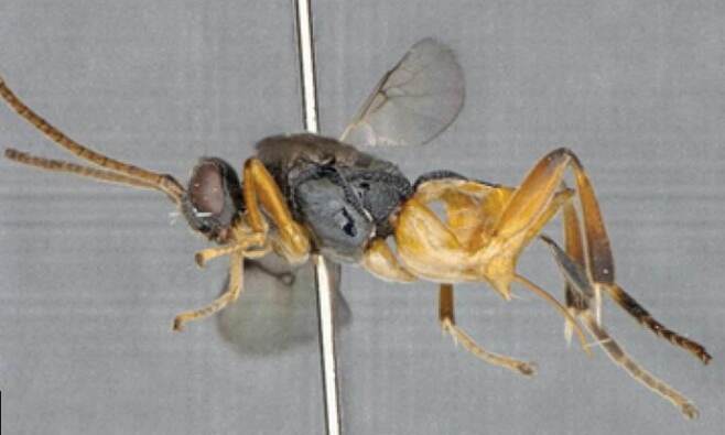 세계 최초 잠수 가능한 신종 벌, 일본서 발견