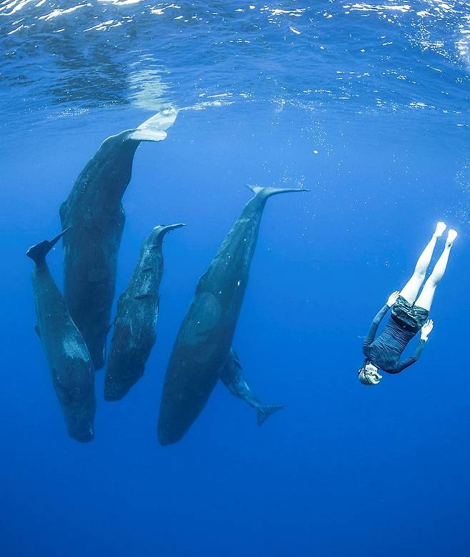 인도양에서 향유고래와 함께 헤엄치는 다이버와 사진작가 일행