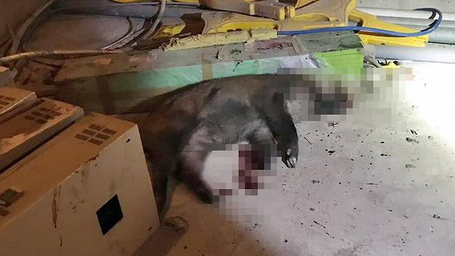 8일 오전 대전 도심 아파트단지에 나타났던 멧돼지떼 가운데 한 마리가 사살됐다. 서구청 제공