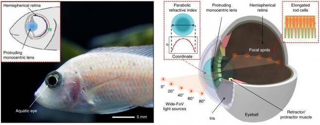 물고기의 눈은 구조가 단순하지만 먼 거리까지 초점이 선명하고 시야각이 넓다. 이 같은 특성은 돌출된 하나의 수정체와 반구 모양의 망막에 있다(오른쪽 그림). 네이처 일렉트로닉스 논문 캡쳐