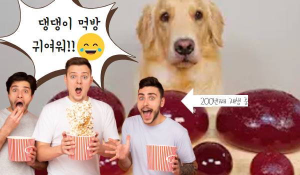 그래픽=유튜브 댕댕이와 야옹이 캡쳐