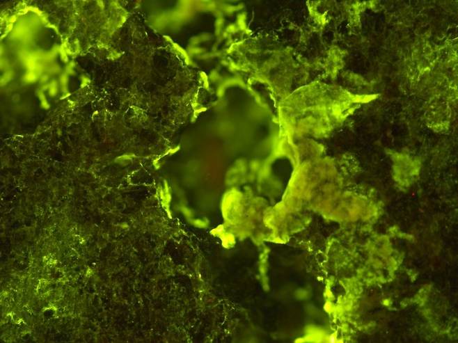 국제우주정거장(ISS)에서 실험한 결과 스핑고모나스 데시카빌리스라는 박테리아는 무중력 환경에서도 금속 생성 활동을 정상적으로 유지하는 것으로 밝혀졌다. 사진은 이 박테리아를 전자현미경으로 촬영한 것이다. 유럽우주국(ESA) 제공