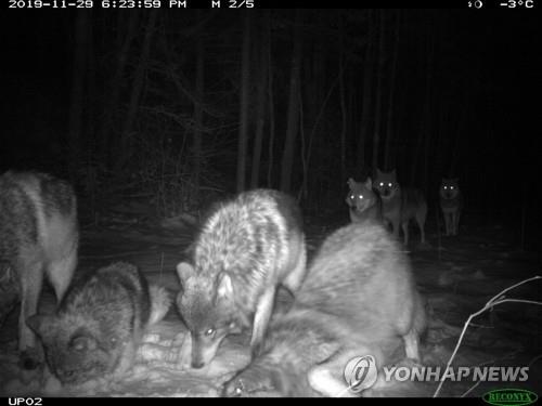 무인카메라에 잡힌 보야저 국립공원의 늑대 무리 [Tom Gable/Voyageurs Wolf Project via AP=연합뉴스]