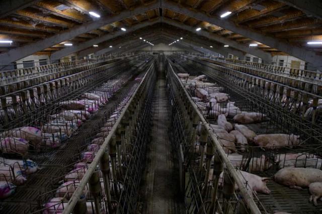 스페인의 동물단체 트라스 로스 무로스는 돼지농가 30여곳을 돌며 고통 속에 사육되는 돼지의 실상을 폭로했다. 트라스 로스 무로스 홈페이지 캡처