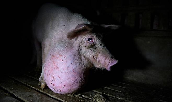 유럽 내 최대 돼지고기 생산국 중 하나인 스페인에서 돼지가 열악한 환경에서 사육되고 있다는 폭로가 나왔다. 사진은 목에 종양이 생겨 앉지도 못하는 카스티야라만차 한 농가의 돼지. Tros los Muros 제공