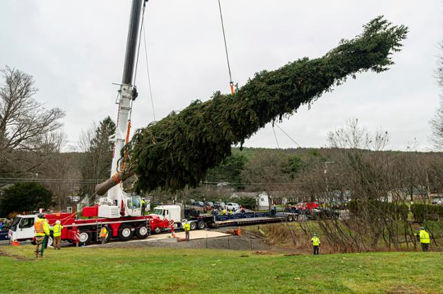 뉴욕주 오니온타에서 12일 올해의 록펠러센터 크리스마스 트리로 선정된 약 23m 높이의 노르웨이 가문비 나무가 트럭에 실리고 있다. 오니온타=AP 연합뉴스