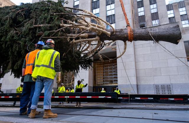 14일 뉴욕 록펠러센터에서 인부들이 대형 크레인을 이용해 오니온타에서 도착한 약 23m 높이의 록펠러센터 크리스마스 트리를 세울 준비를 하고 있다. 뉴욕=AP 연합뉴스