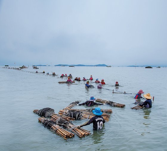 전남 여수에 있는 새꼬막 양식장에서 어민들이 작업을 하고 있다. 사진 홈플러스