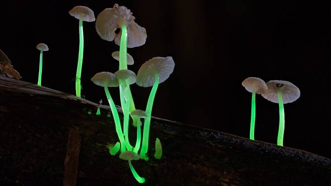 밤이 되면 녹색으로 빛나…인도서 신종 ‘발광 버섯’ 발견(사진=파이토택사)