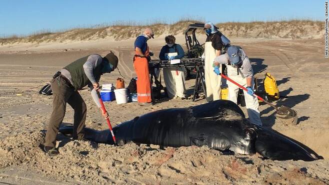 미국 노스캐롤라이나에서 죽은 채 발견된 새끼 북대서양참고래(사진=CNN)