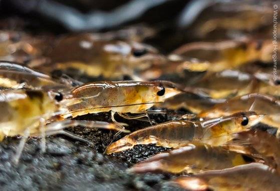태국 북동부 우본랏차타니 지역의 강가에서 새우떼가 물 밖으로 나와 이동하고 있다. 사진 와차라퐁 홍잠라실릅