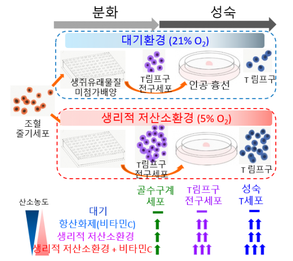 [그림=서울대병원 신동엽 연구팀은 생리적 저산소환경에서 체외 조혈모세포의 T림프구 전구세포와 T세포 증폭 생산 가능성을 확인했다.]