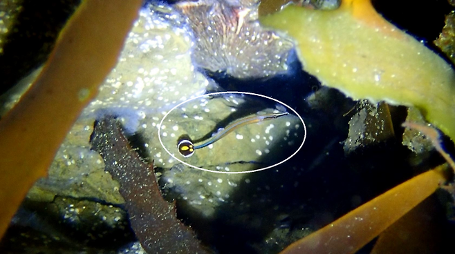 한국해양과학기술원(KIOST)이 독도 해역에서 아열대성 희귀 어종인 '부채꼬치실고기(흰 원)'를 처음 발견했다. 한국해양과학기술원(KIOST) 제공