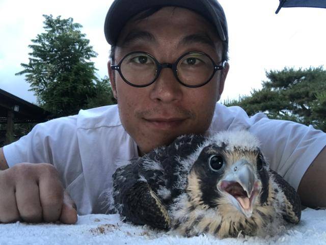 박상현 씨가 태어난 직후 어미로부터 버림받은 어린 송골매를 보살피고 있다. 어린 새끼의 경우 돌봐주는 사람을 어미로 착각하게 해서는 안된다. 박상현 씨 제공